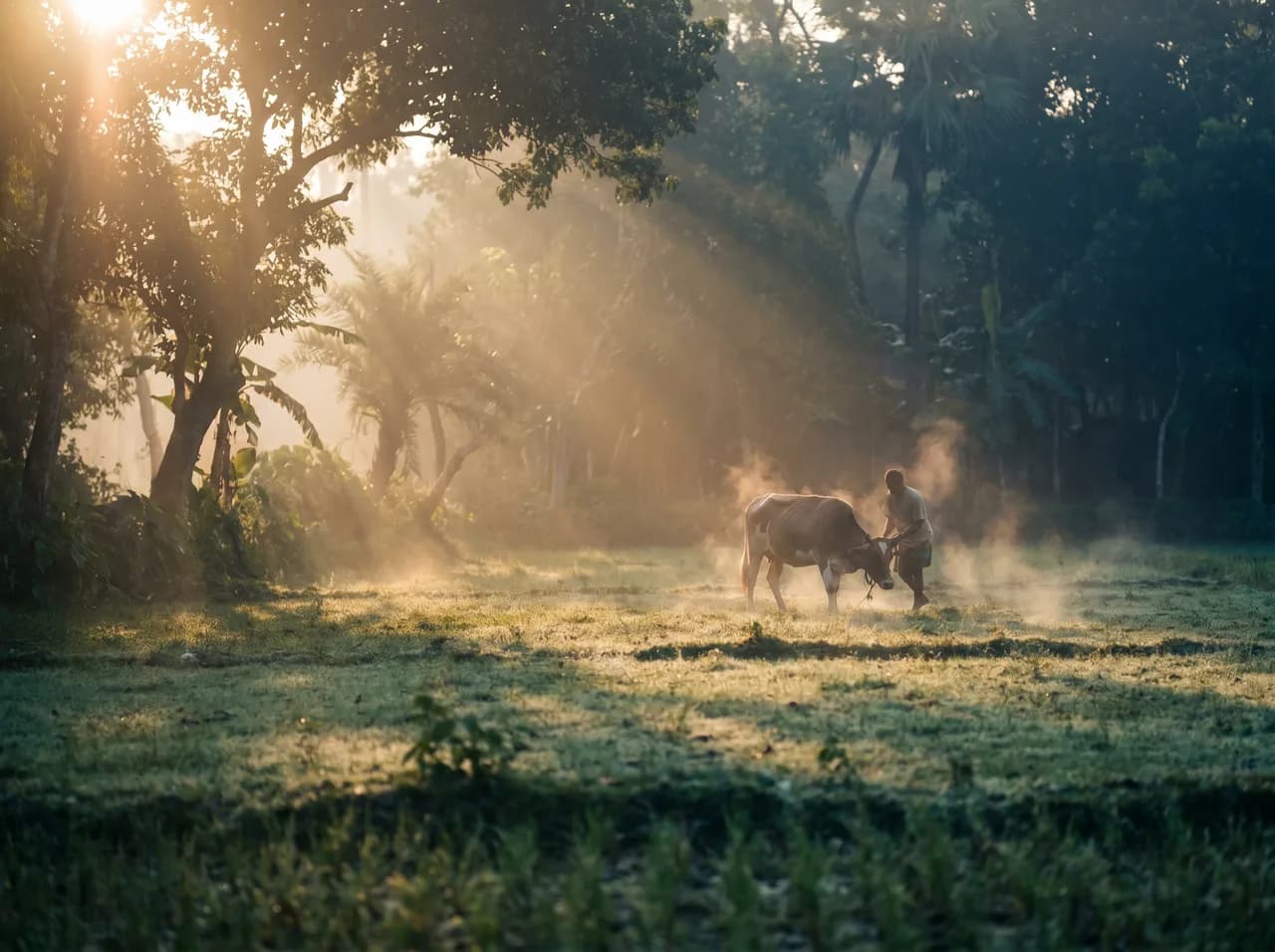 A morning at our Sirajganj farm